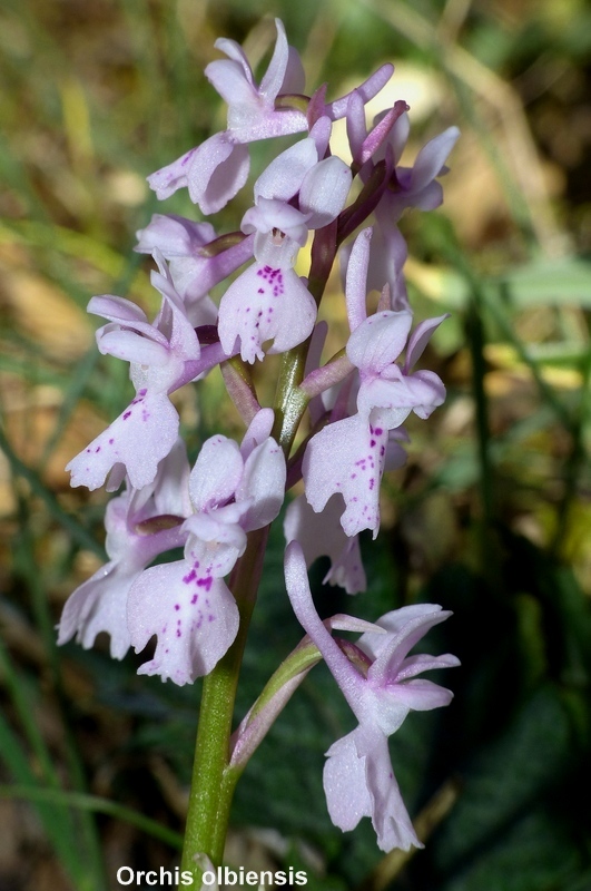 Andalusia: le orchidee e Grandi Pietre  marzo-aprile 2023.